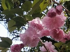 -武汉大学-樱园