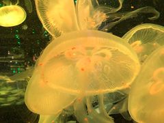 -石家庄海洋公园