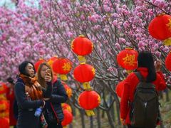 -天适樱花悠乐园