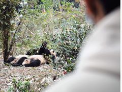 -成都大熊猫繁育研究基地