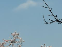 -顾村公园3号门停车场