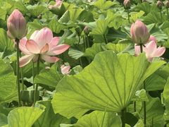 -贡湖湾湿地公园