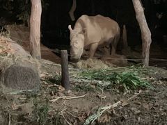 -清迈夜间动物园