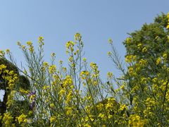 -武汉紫薇都市田园