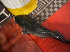 -古城苗家土菜馆(河景餐厅店)