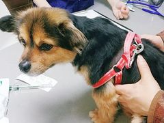 -爱侣宠医·鹦鹉专科·小型哺乳类·异宠专科(灵石路店)