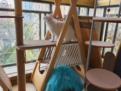 -十年猫舍·猫咪专门店(普陀店)