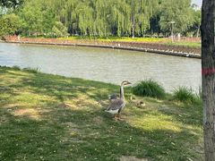 -西安浐灞国家湿地公园