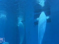 -海合安成都极地海洋公园