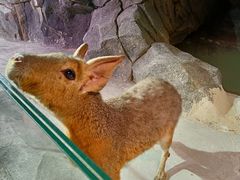-正佳雨林生态植物园