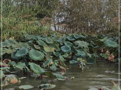 -泗洪洪泽湖湿地景区