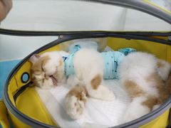 -纳吉亚猫专科动物诊疗中心(蒋宅口分院)