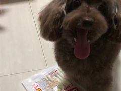 -1013 PET SHOP精品宠物商店(丁香店)