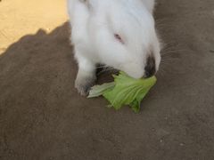 -前小桔亲子创意农场·草莓采摘·露营烧烤