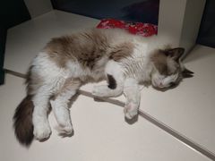 -飞行喵MR PILOT|猫舍·猫咖(静安大融城店)