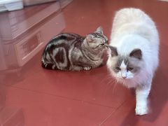 -和它·交个朋友·狗咖猫咖(爱琴海店)