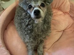 -芭比堂动物医院·犬猫全科·异宠专科(雁塔分院)