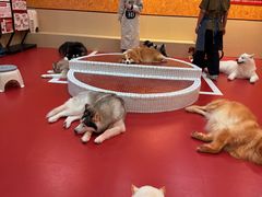 -和它·交个朋友·狗咖猫咖(爱琴海店)