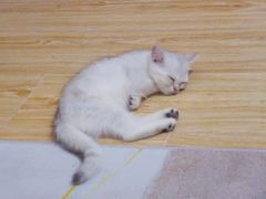 -爱佳宠物中心医院·骨外科·猫专科·急重症(瑶海万达店)