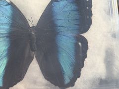 -老昌春饼(松北店)