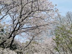 -武汉大学-樱园