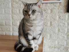 -平行世界·猫咖(首经贸店)