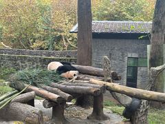 -都江堰中华大熊猫苑