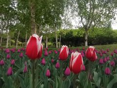 -长春公园(普阳街道)