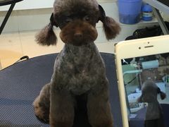 -Oh My Dog宠物沙龙(伊珊娜皮毛护理店)