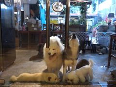 -more than meow吴止猫主题餐厅(承德 中船汇店)