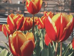 -丹东路渡口(轮渡站)