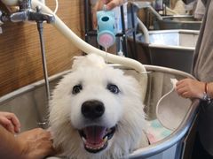 -PETKIT小佩宠物(古北店)