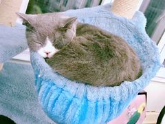 -猫小院猫主题咖啡厅(北锣店)