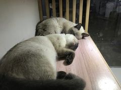 -李小姐の猫咖啡馆(五角场店)