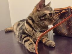 -纳吉亚猫专科动物医院博雅分院