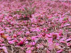 -洋湖国家湿地公园