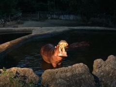 -清迈夜间动物园