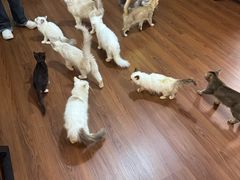 -楼上猫咖(罗湖店)