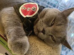-猫在这儿猫咪咖啡馆·撸猫馆