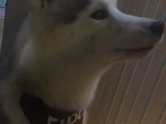 -Husky Go! 哈士奇体验馆·宠物咖啡厅狗咖