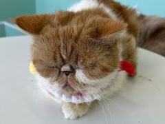 -怪兽屋·羊驼·猫咖·狗咖(俊华广场店)