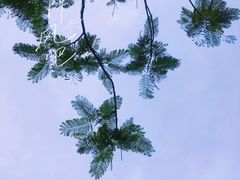 -安平桥