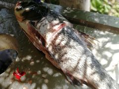-姥家大锅台水库渔家