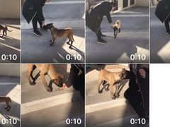 -多乐狗狗宠物训练工作室