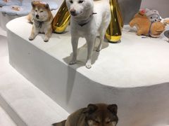 -柴务处·柴犬主题狗咖