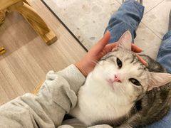 -飞行喵MR PILOT|猫舍·猫咖(静安大融城店)
