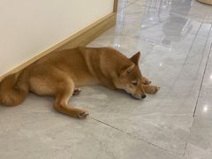 -柴犬小屋·柴餐厅·狗咖食堂(金鼎广场店)