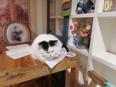 -猫小院猫主题餐厅(南锣旗舰店)