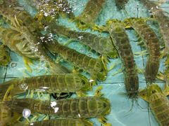 -渔民新村(番禺总店)