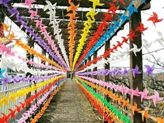 -南汇水蜜桃采摘(大团店)